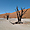 Arbres morts, désert du Namib