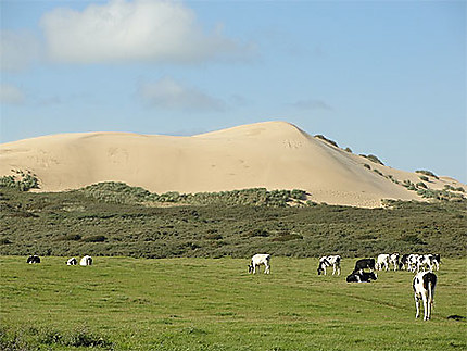 Vaches et dunes