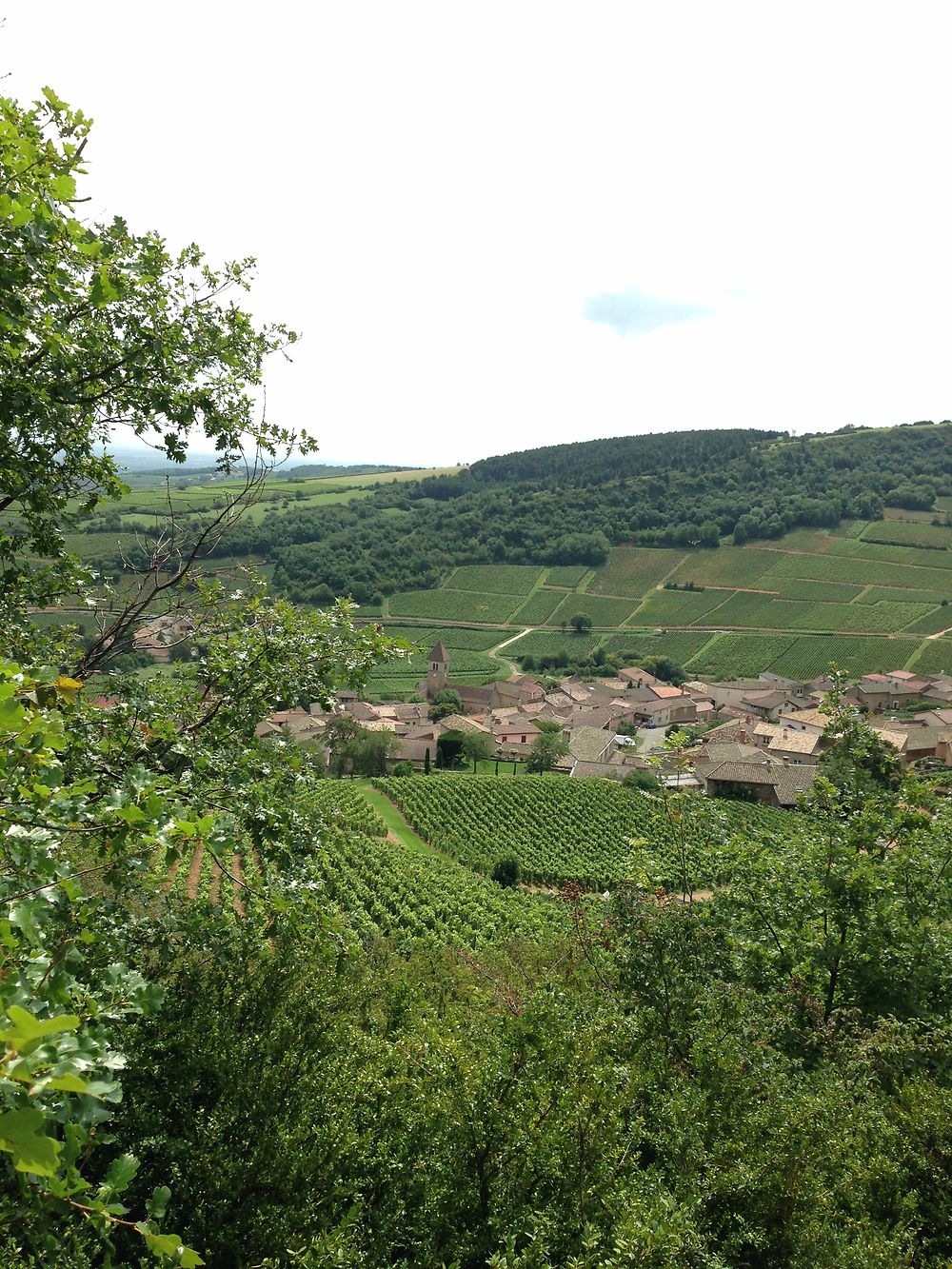 Le Beaujolais