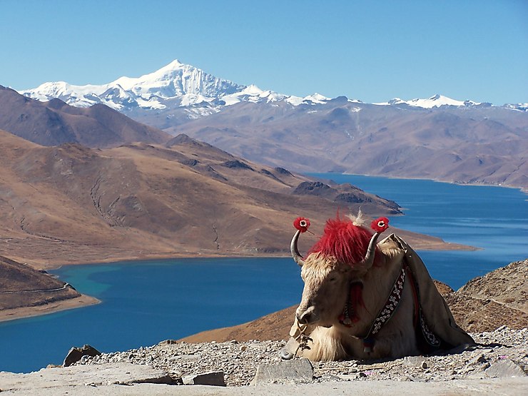 Yak au Tibet