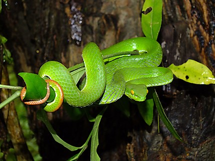 Serpent à Phou Phanang