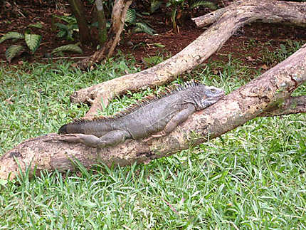 iguana iguana