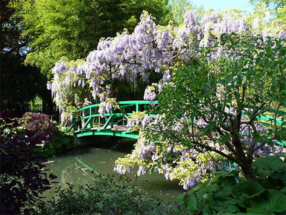 Jardin de Giverny - Glycines