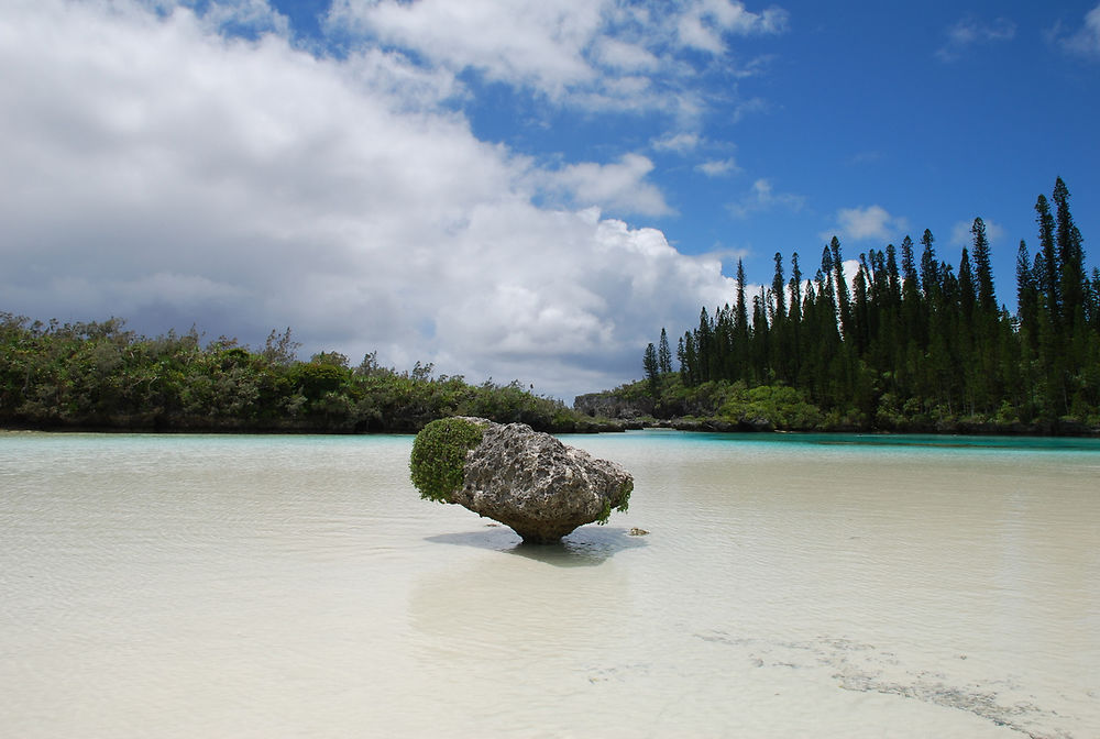 La piscine naturelle