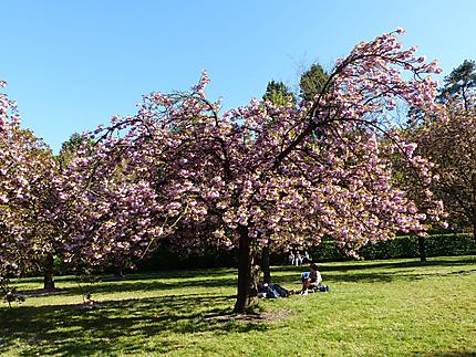 Cerisiers en fleurs du parc de Sceaux
