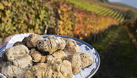 Piémont : la truffe blanche et la gastronomie en fête 