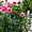 Roses, cimetière Novo Groblje, Belgrade
