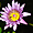 Nénuphar en fleur