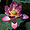 Lotus à Taïpeï