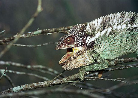Caméléon affamé Caméléon affamé