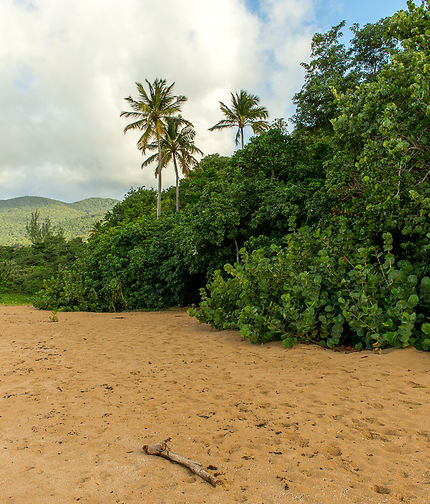 Plage de Grande-Anse en Guadeloupe