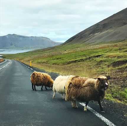Les fameux 3 moutons islandais 