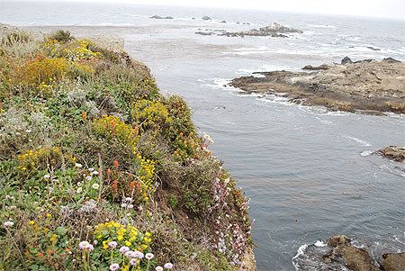 Les rivages de Point Lobos State Reserve Les rivages de Point Lobos State Reserve