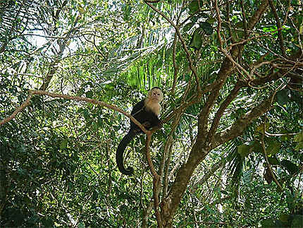 Manuel Antonio - Parc national - Singe Capucin