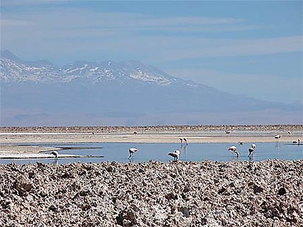 Salar de Atacama