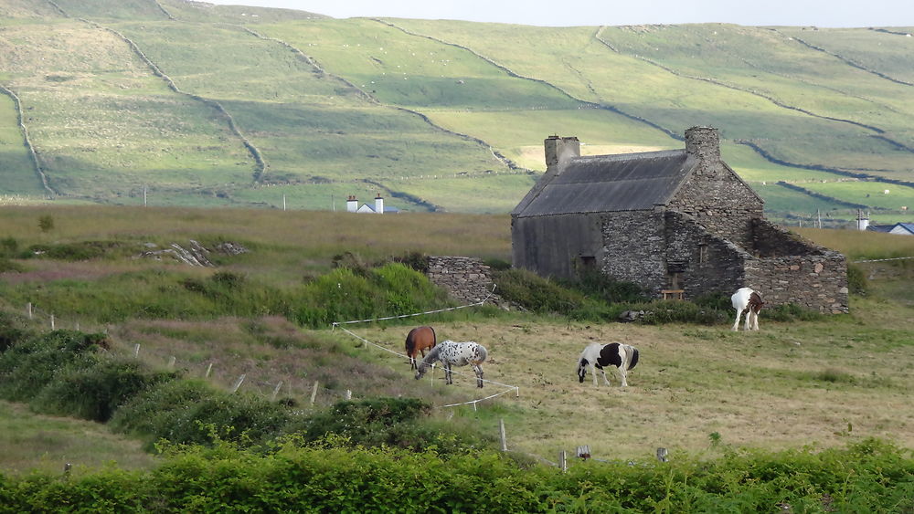 Paysage d'Irlande