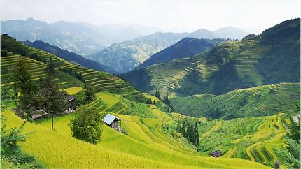 Rizière en terrasse à Guizhou