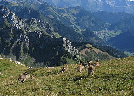 Course de bouquetins en bas le talus Course de bouquetins en bas le talus