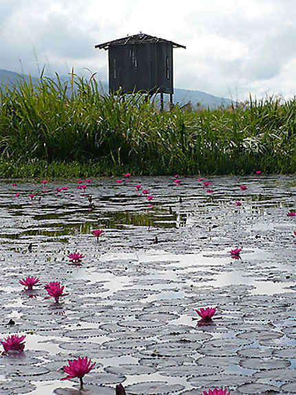 Lotus sur le lac Inle