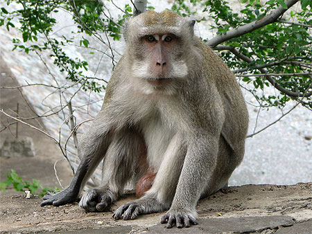 Macaque à longue queue au temple de Pura Pulaki (Nord de Bali) Macaque à longue queue au temple de Pura Pulaki (Nord de Bali)