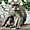 Macaque à longue queue au temple de Pura Pulaki (Nord de Bali)