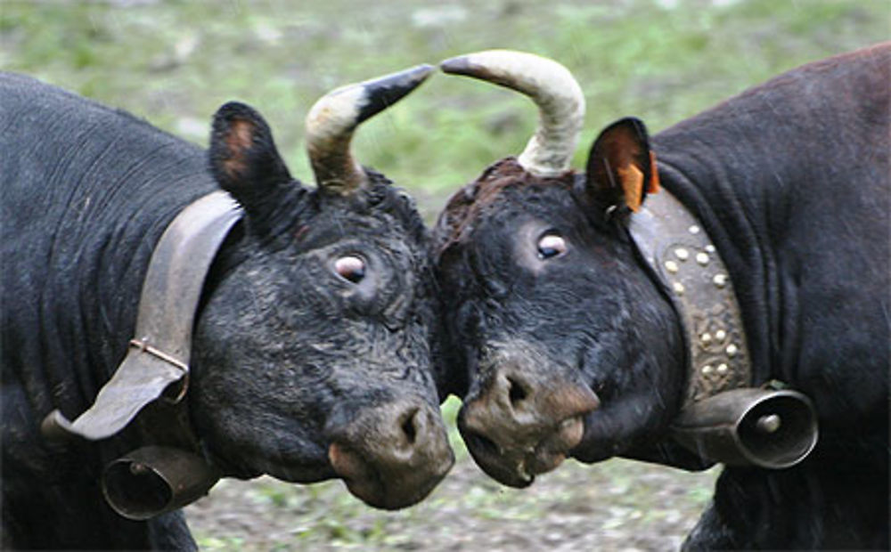 Bataille de reines Vallée d'Aoste