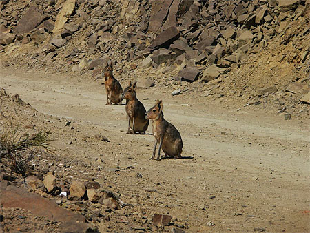 Lièvres de Patagonie Lièvres de Patagonie