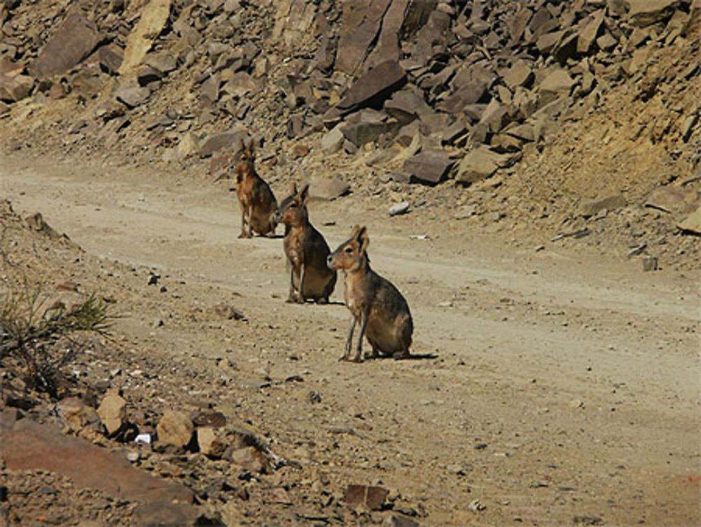 Lièvres de Patagonie