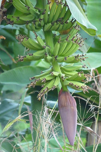 La fleur du bananier