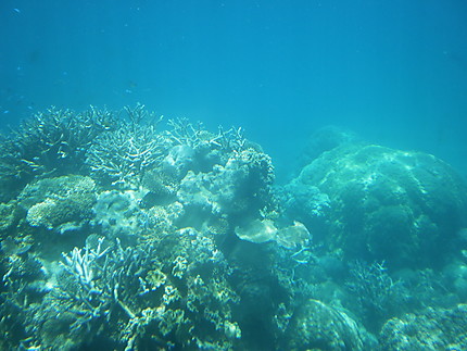 Barrière de corail 