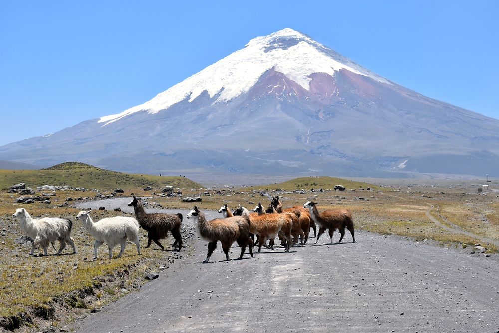 Lamas sauvages dans la parc national du Cotopaxi