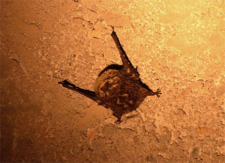 Chauve-souris Chauve-souris