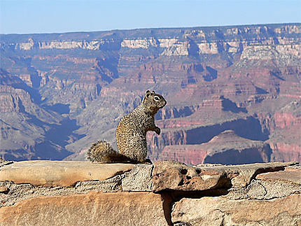 Ecureuil du Grand Canyon