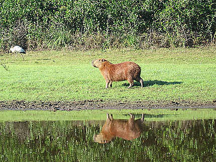 Capibara au Pantanal