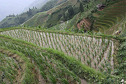 Les rizières de Ping'An