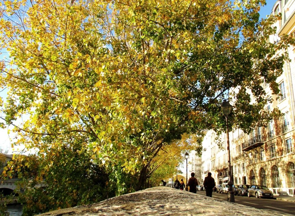 Quai de la Seine en automne