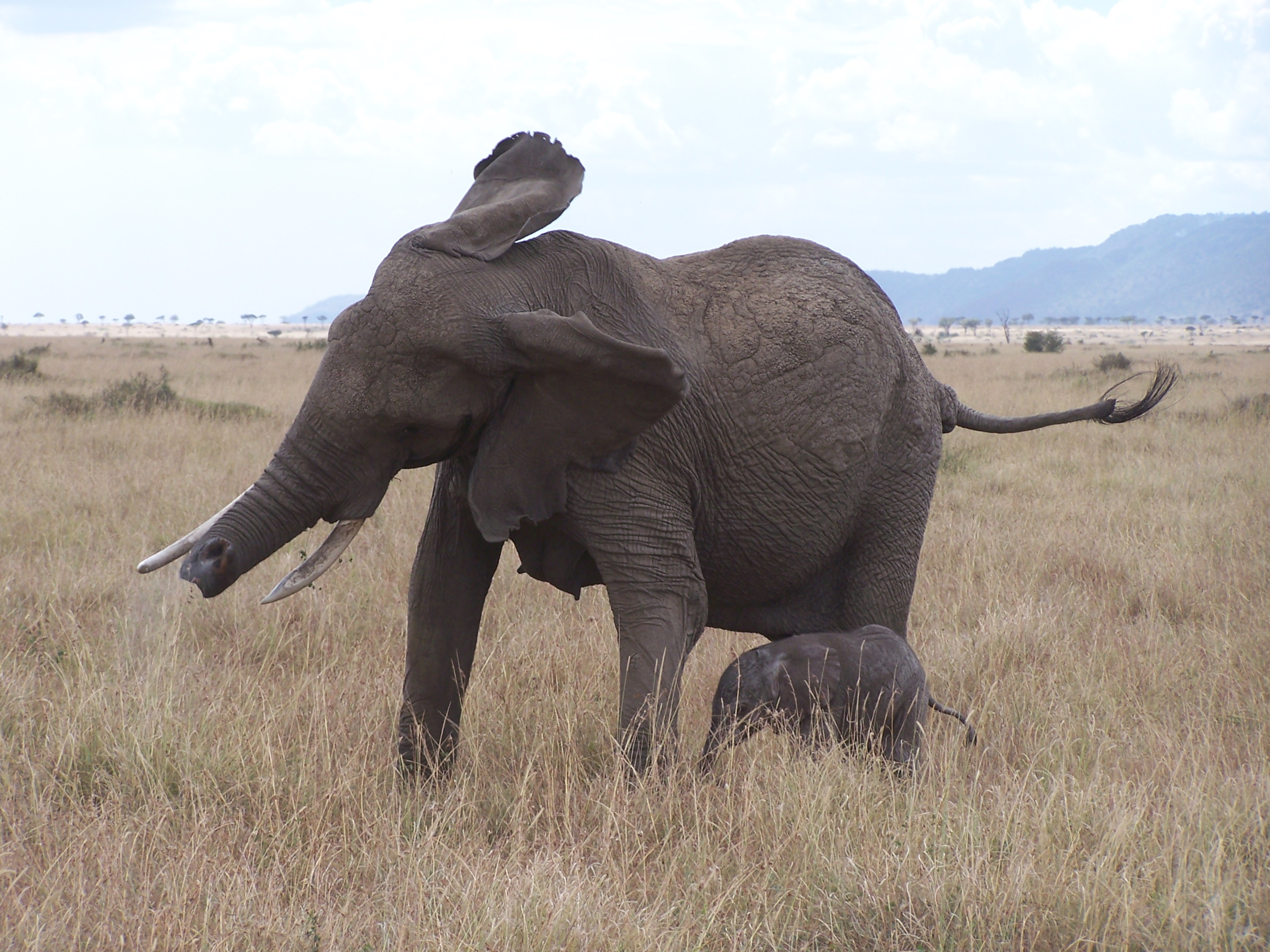 Les éléphant utillise leur oreille pour démontrer qui sont en colère.