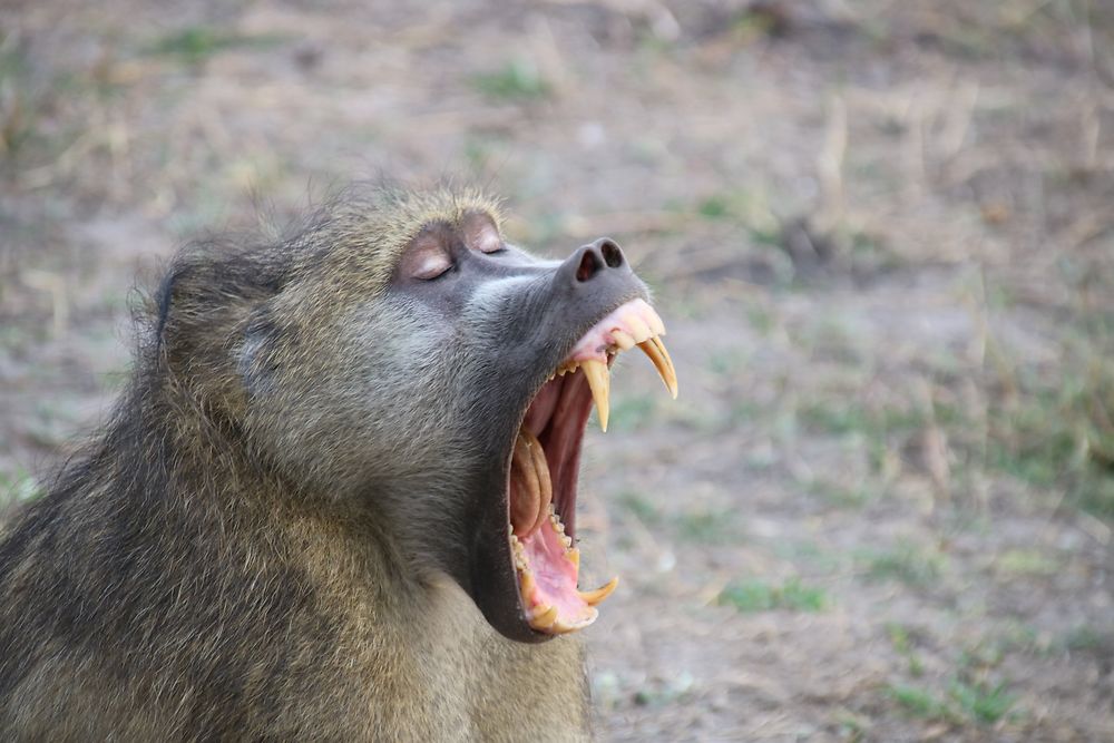 MACAQUE DU BOTSWANA