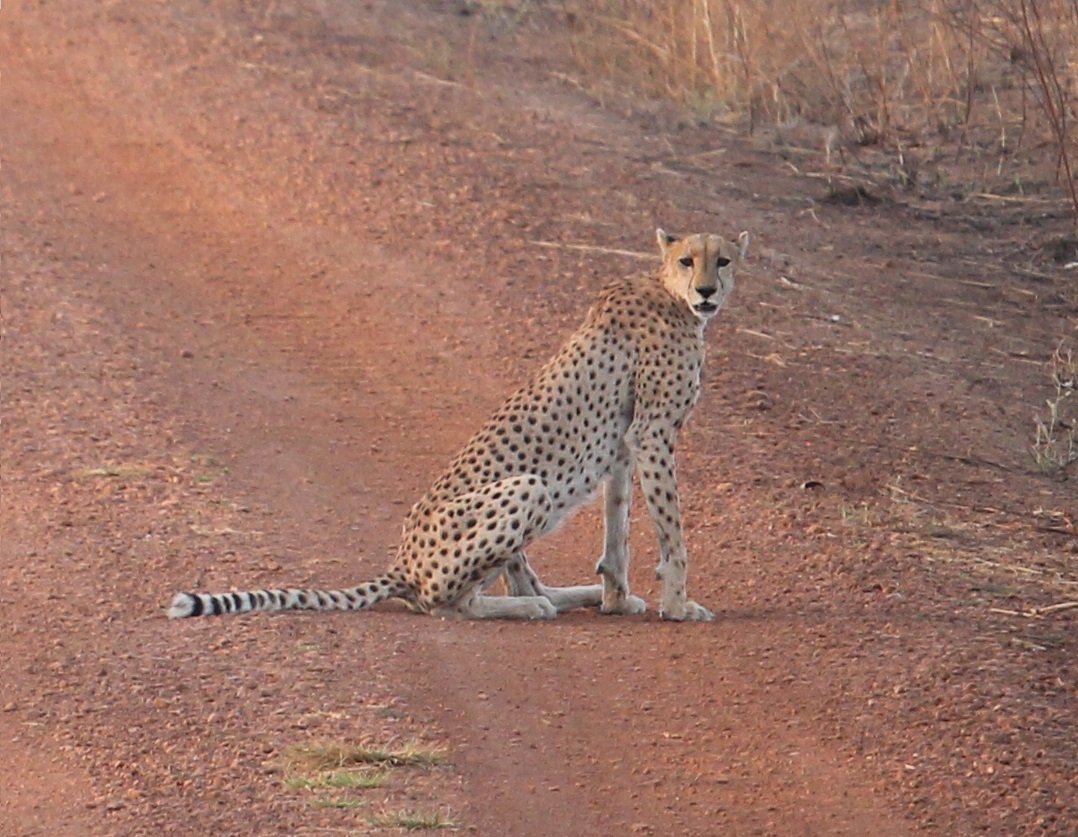 Guépard à Pendjari Guépard à Pendjari