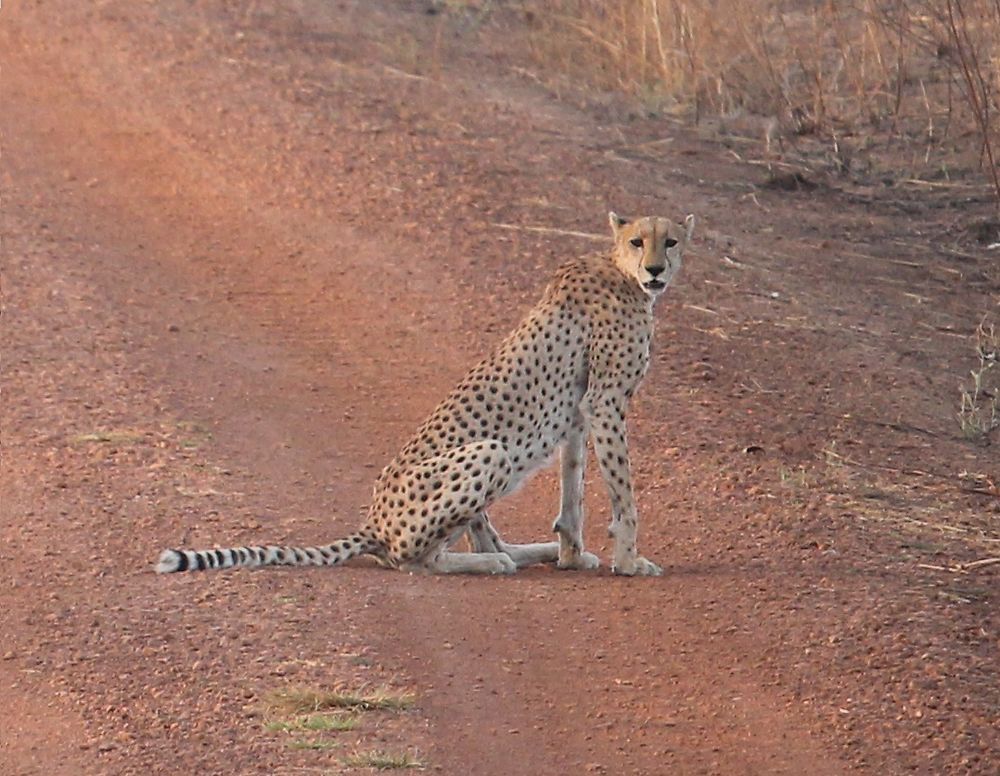 Guépard à Pendjari