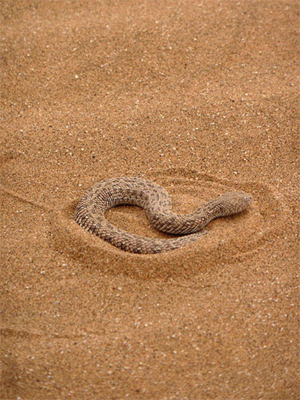 Serpent des sables