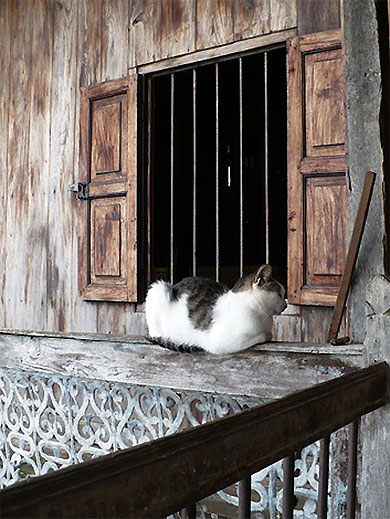 La sieste au monastère des chats sauteurs La sieste au monastère des chats sauteurs