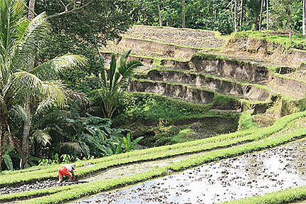 Rizières à côté du temple de Gunung Kawi