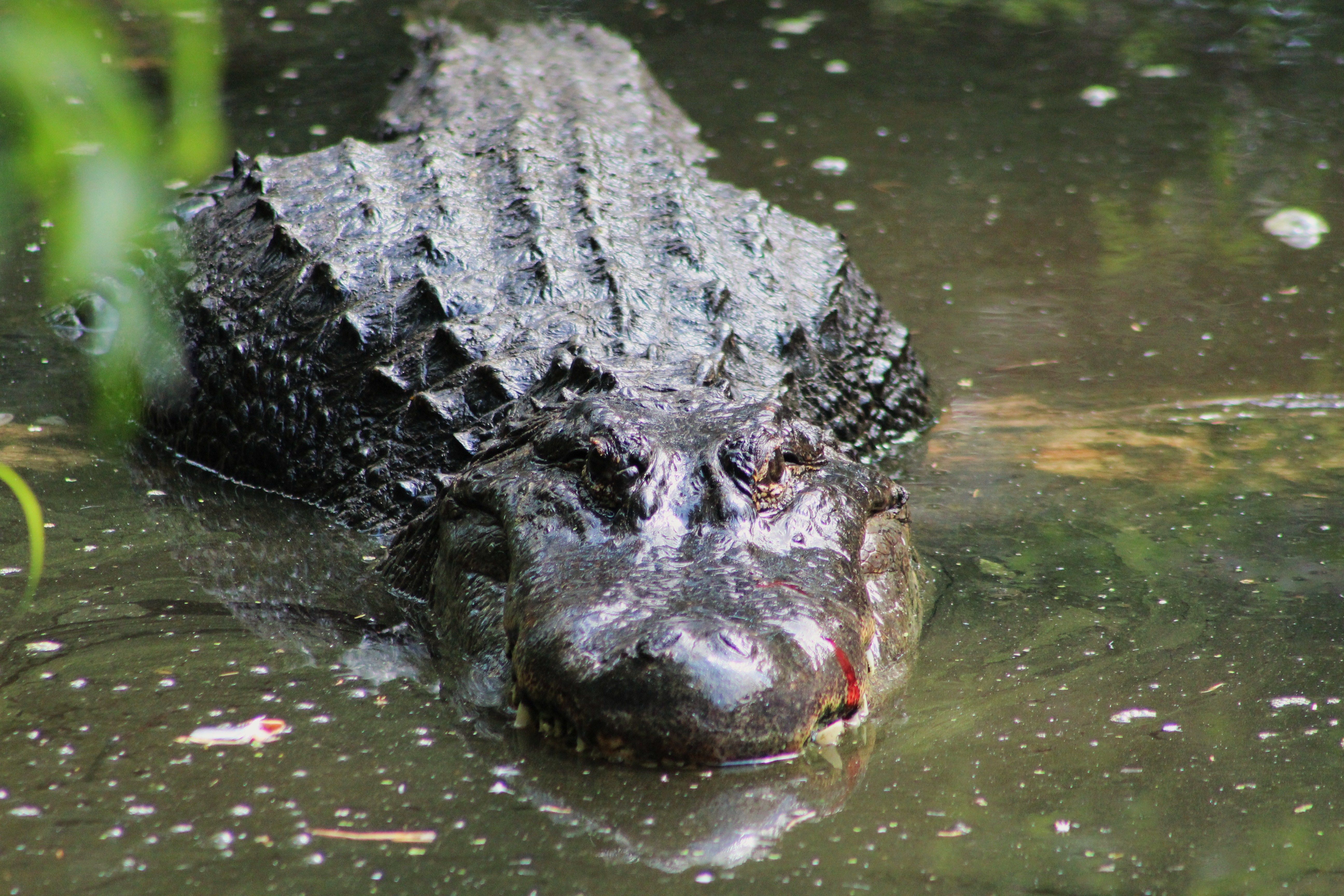 Aligator à Homosassa Wildlife Park 
