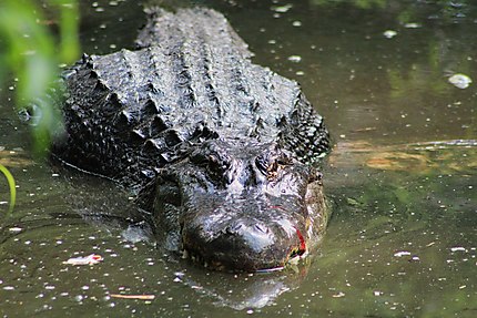 Aligator à Homosassa Wildlife Park 