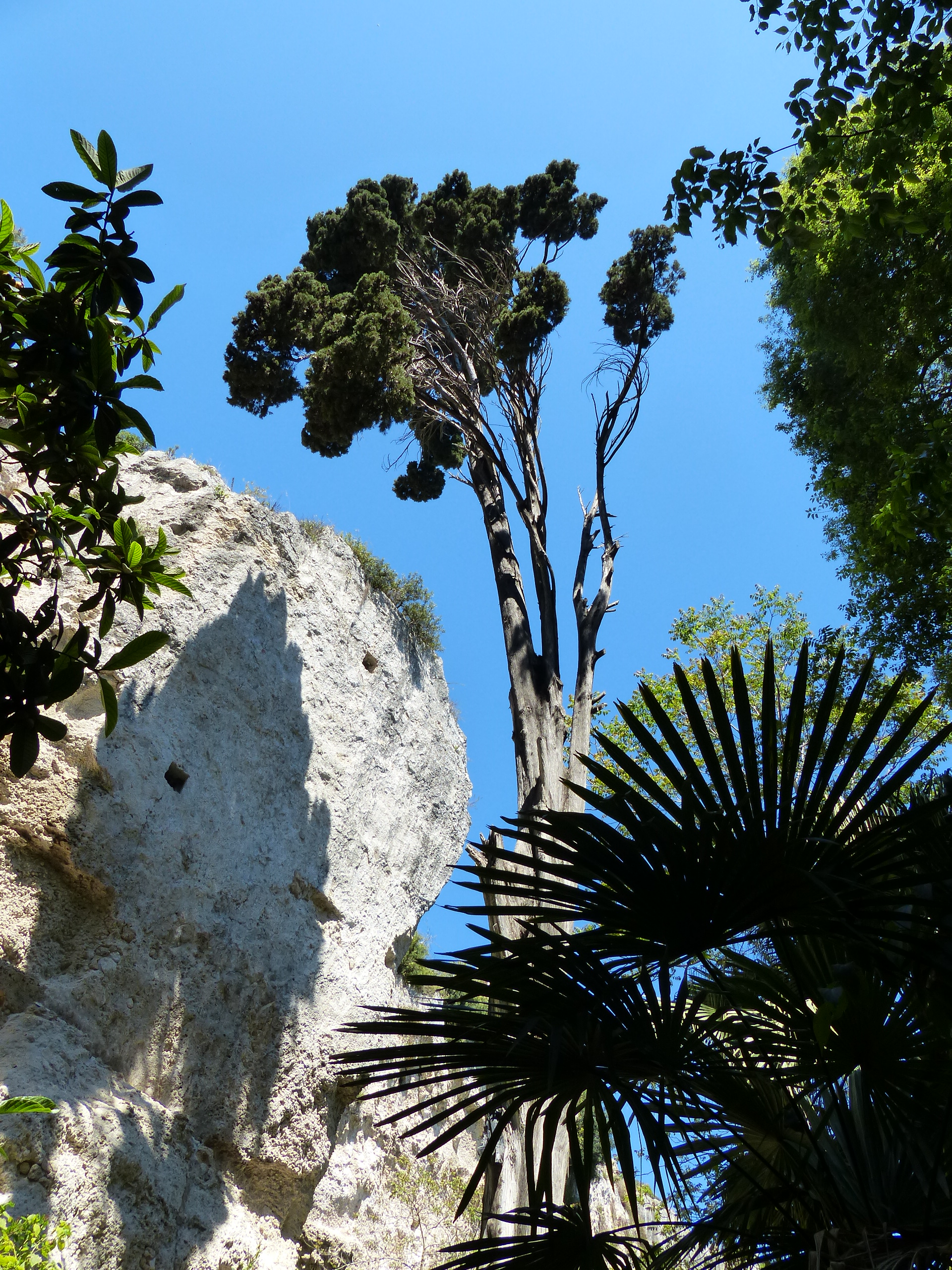 Latomia dei cappuccini Latomia dei cappuccini