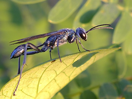 Insecte du Laos