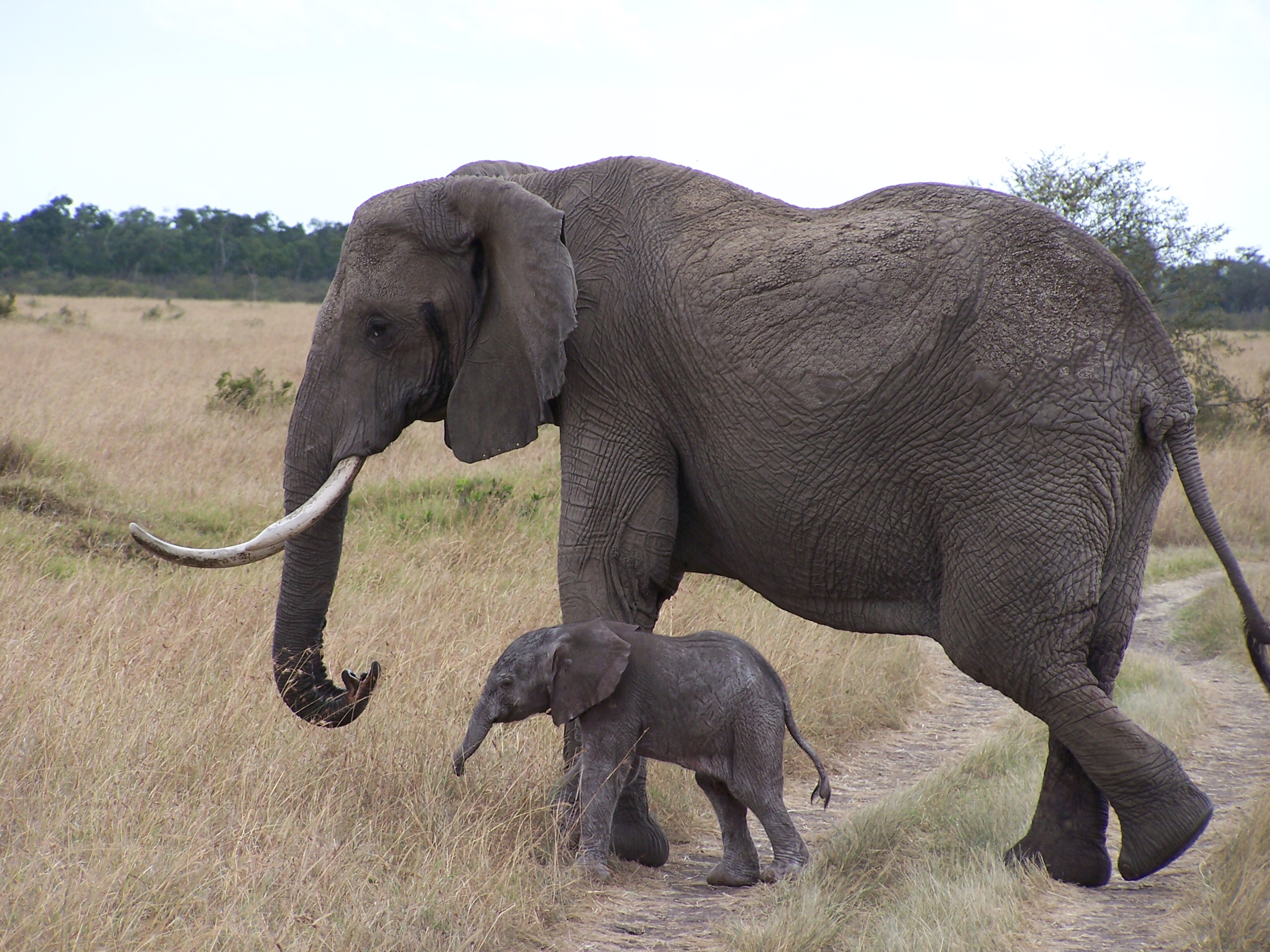 Maman éléphant et son bébé : Eléphants : Animaux : Animaux : Parc ...