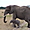 Maman éléphant et son bébé