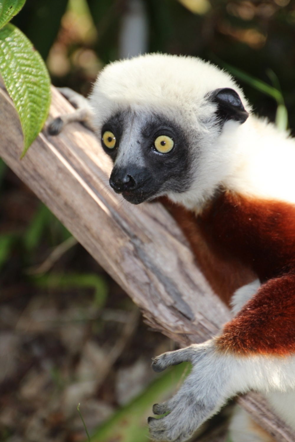 Lémurien à Andasibe, Madagascar